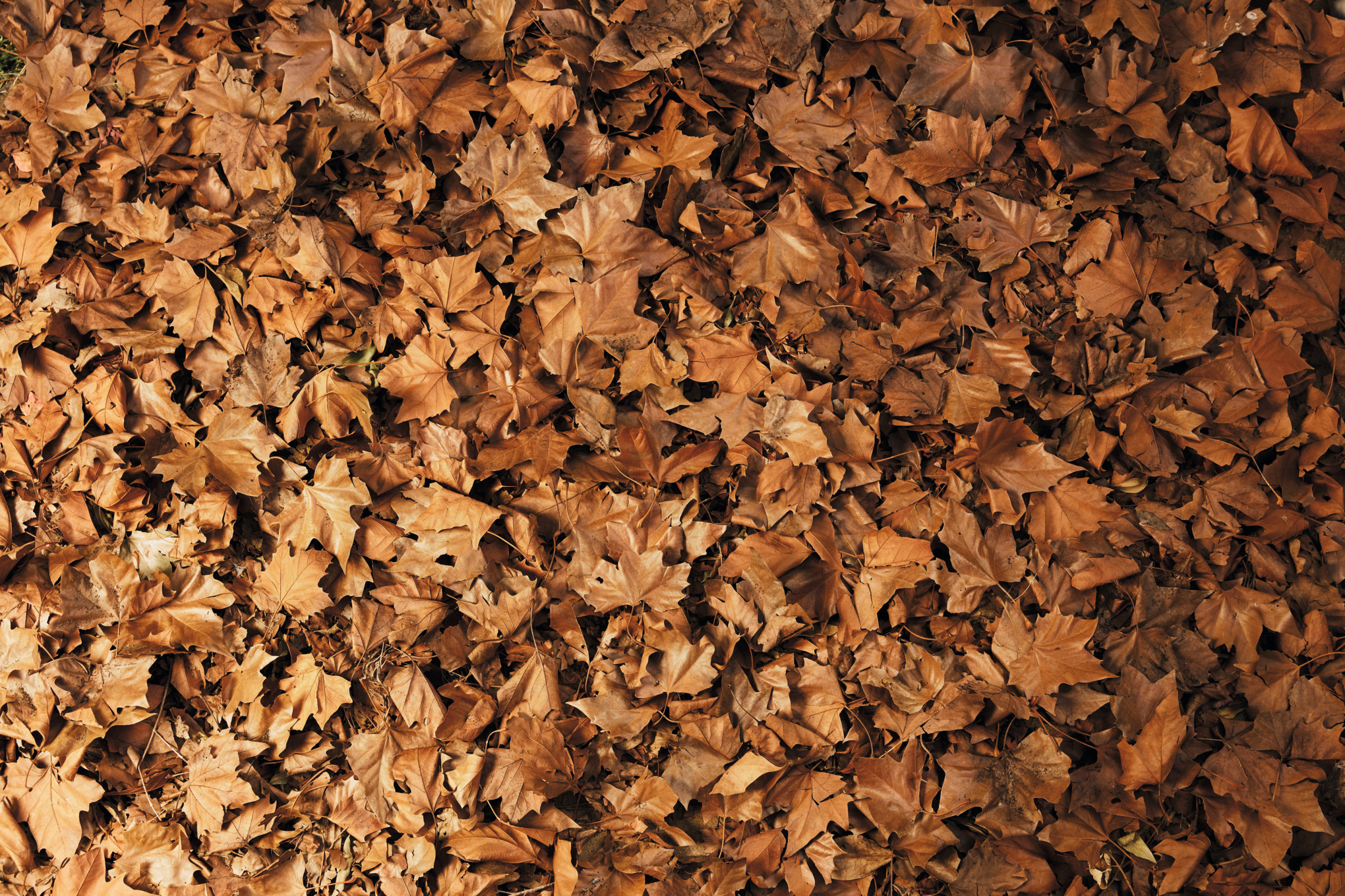 Man clears away autumn leaves with STIHL leaf blower